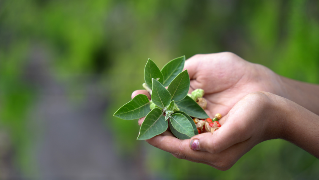 Ayurveda