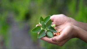 Ayurveda
